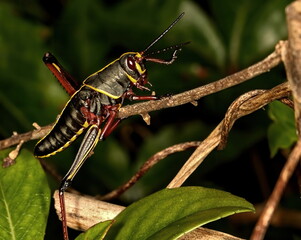 A macro photograph of a young Eastern lubber grasshopper on a bush of choice for the eating.