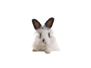 white bunny isolated on white background for your design