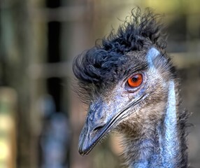 Close up head shot of a sexy looking Emu with a red eye.