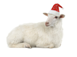 sheep in santa claus hat isolated on white background