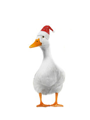 white duck in santa claus hat isolated on white background