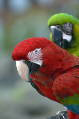 Close up photo of macaw parrots
