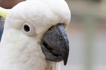 White Parrot Head