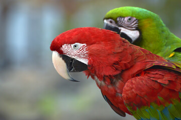 Close up photo of macaw parrots