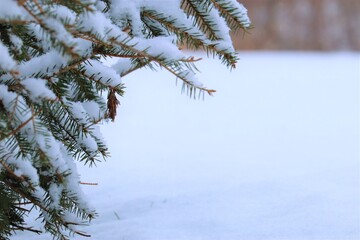 Snow lies on a green branches of a coniferous tree, Christmas mood