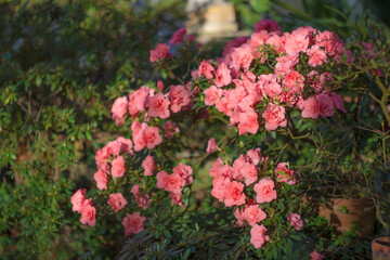 Fototapeta na wymiar Blooming Azalia hybridum shrub. Flower petals close-up. Soft focus pink background. Festive floral wallpaper for holiday gretings and design