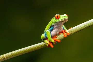Muurstickers Red-eyed tree frog (Agalychnis callidryas) © beataaldridge