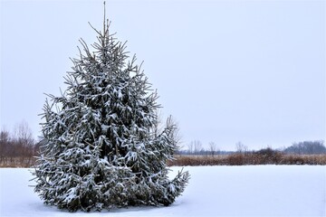 Winter landscape. Spruce covered with snow.

A beautiful lonely spruce, covered with snow, around it on the ground there is pure white snow. Good New Year spirit.