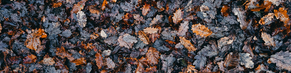 Texture of autumn oak leaves fallen on the ground. Brown fall season background with orange leaves. Natural abstract background to use as a wallpaper or for your designs. Forest, nature, park.
