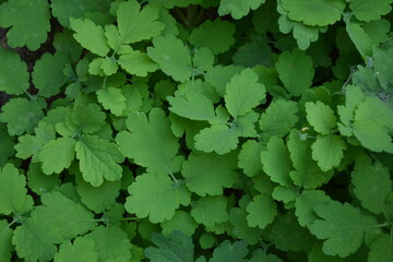 Celandin herbal plant. Chelidonium majus flower leaves. Celandin herb plant in the wild nature.