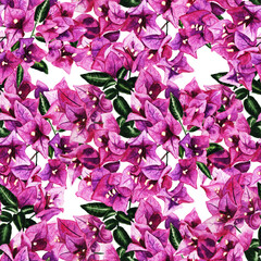 Seamless pattern with flowers of bougainvillea - obrazy, fototapety, plakaty