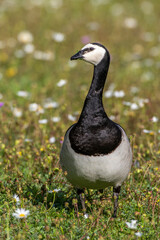 Weißwangengans (Branta leucopsis)