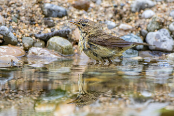 Zilpzalp (Phylloscopus collybita) beim baden