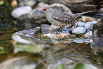 Mönchsgrasmücke (Sylvia atricapilla) Weibchen