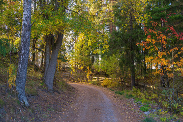 Naklejka premium road in the autumn forest