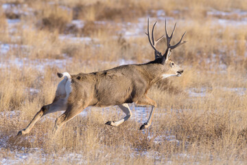 Mule deer buck on the run. Colorado Wildlife. Wild Deer on the High Plains of Colorado