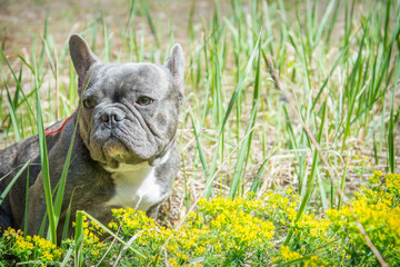 In summer, on a  sunny day, a French bulldog sits in the grass.