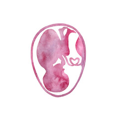 Baby in womb. Pink child silhouette.Watercolor hand drawn illustration.White background.
- 400025411