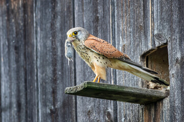 Turmfalke (Falco tinnunculus) Männchen mit Maus