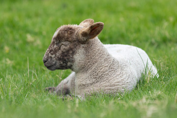 A close up of a lamb baby sheep lying peacefully in a grassy field dozing gently with eyes closed