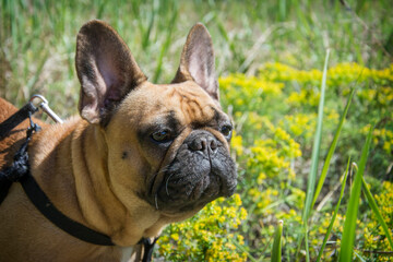 In summer, on a  sunny day, a French bulldog sits in the grass.