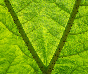 Gunnera leaf close up, showing leaf veins and leaf cells