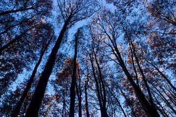 beech branches in backlight
