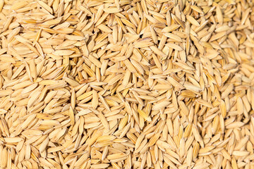 Paddy jasmine rice texture for background and wallpaper in gold color. Thai farmer dry paddy jasmine rice on ground under strong sunlight after harvest and before keep in storeroom