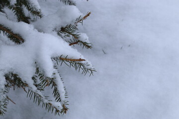 Green pine branch covered with snow, the first snow lies on the green branch