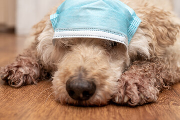 Muzzle of a dog in a medical mask. Coronavirus protection, quarantine concept.