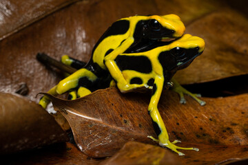 A pair of dyeing poison dart frogs 