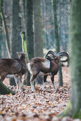 Mufflons im Wald