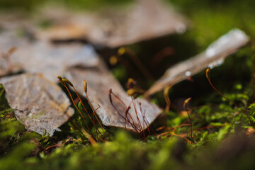 Still life- stones in green moss for interior decoration