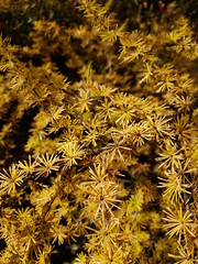 Yellow needles on a larch. Autumn in the Far East. Russia, Khabarovsk Territory.


