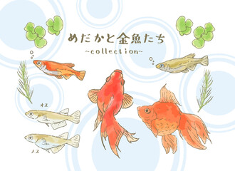 メダカと金魚たちのイラスト