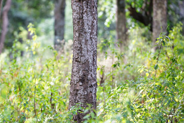 An isolated sandalwood tree trunk in a sandalwood forest in Marayoor, Kerala, India