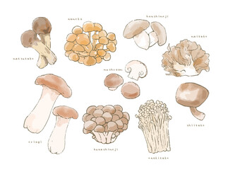 いろんなきのこのイラスト