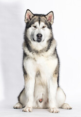 Alaskan Malamute sits on a white background in full growth