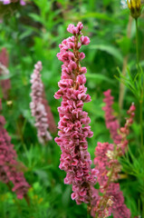 Różowe kwiaty polne © WildFrame