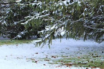 Winter landscape. The first snow lies under the spruce on the green grass. Spruce branches are covered with snow