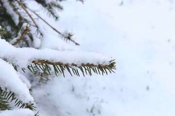 Green pine branch covered with snow, the first snow lies on the green branch