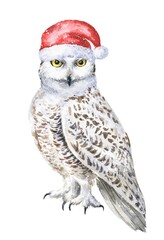 Watercolor snowy owl with santa claus red hat on white background. Hand drawn watercolour bird, wild life illustration.	