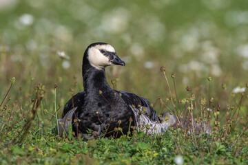 Weißwangengans (Branta leucopsis)