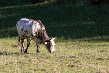 Nguni cattle in a field grazing