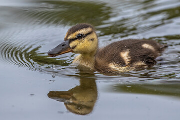 Stockente (Anas platyrhynchos) Junge