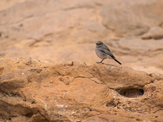 a perky grey blackstart bird posed on a red orange limestone boulder in the makhtesh ramon crater in israel with a blurred cliff in the background
