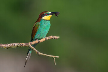 Bienenfresser (Merops apiaster) mit Beute