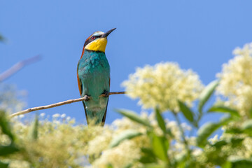 Bienenfresser (Merops apiaster)