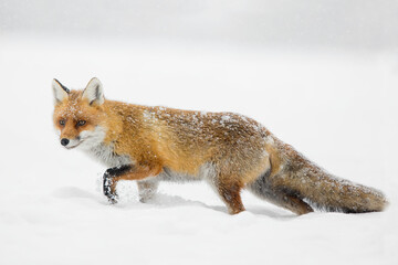 red fox hunting