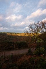 December 2020 morning walk around Hindhead Common